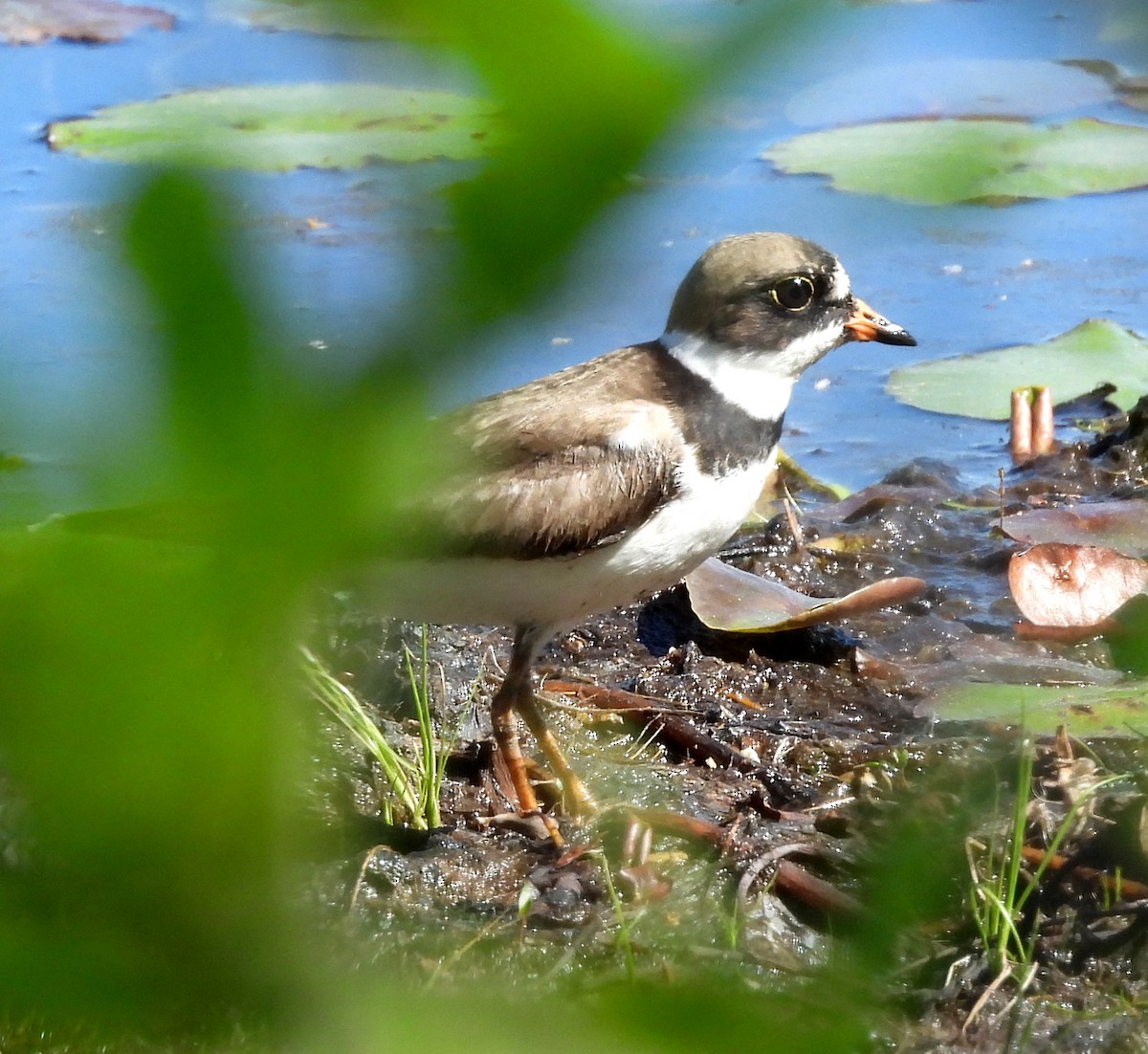 Semipalmated Plover - Sharon Wilcox