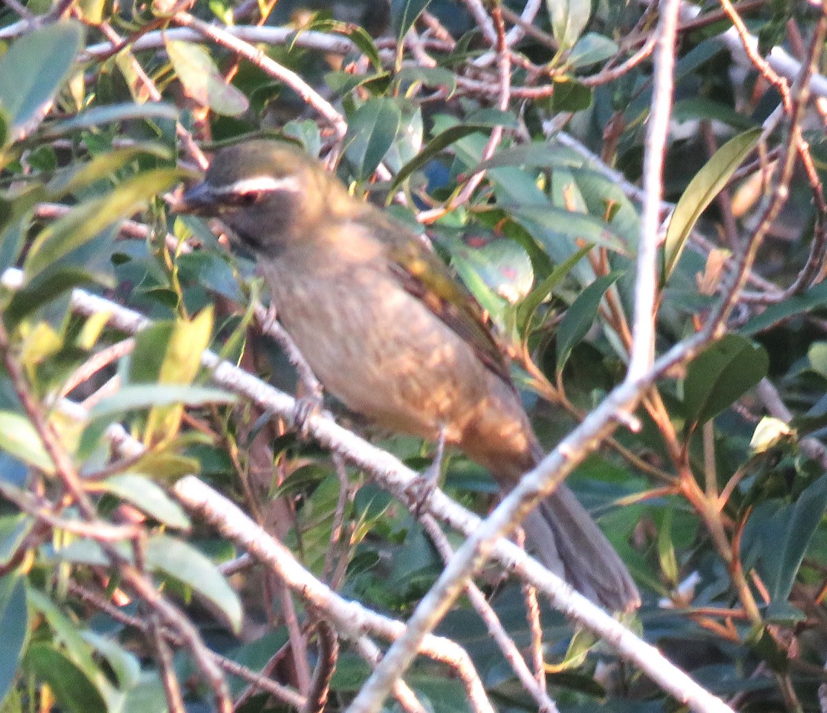 Green-winged Saltator - Letícia Matheus Baccarin