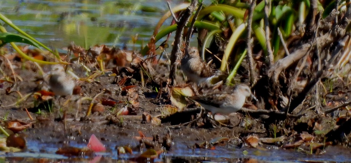 Least Sandpiper - Sharon Wilcox