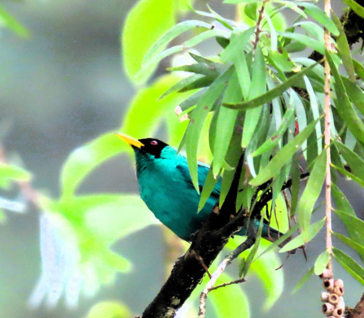 Green Honeycreeper - ML619648187