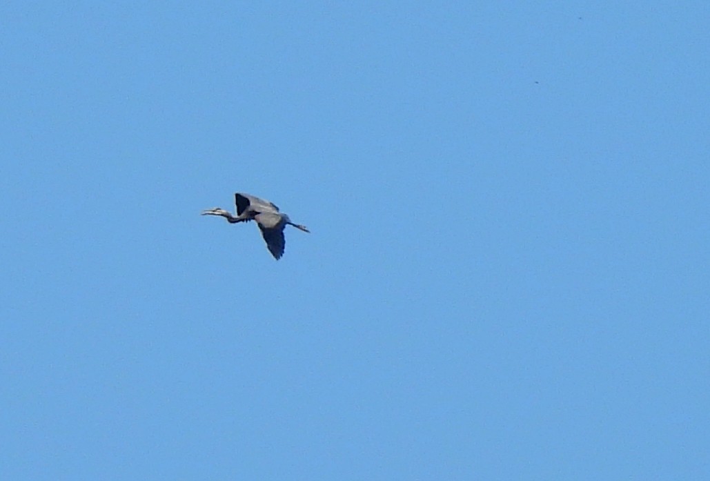Great Blue Heron - ML619648196