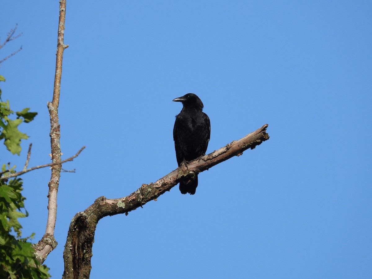 American Crow - Tracy Mosebey