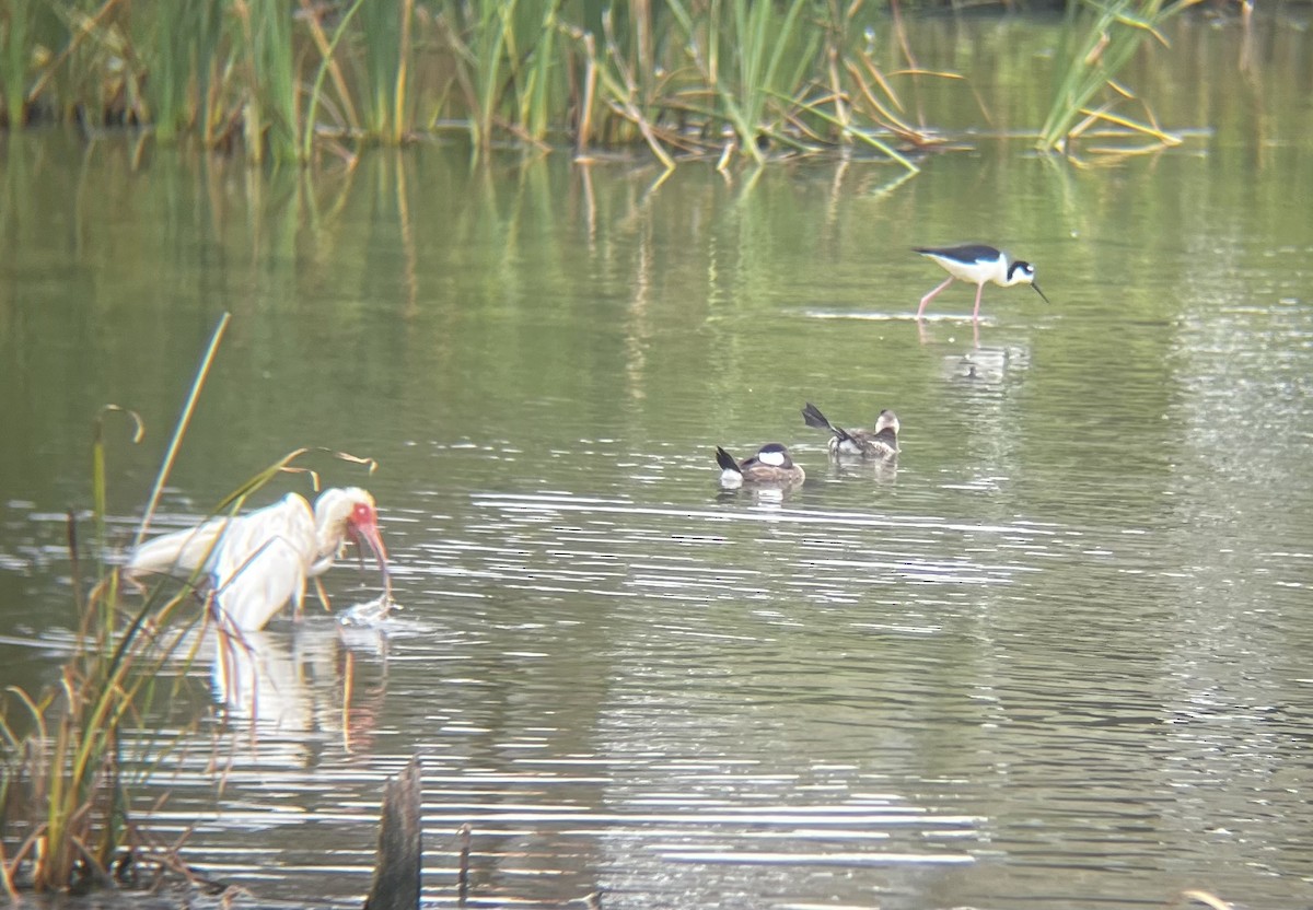 Black-necked Stilt - ML619648205