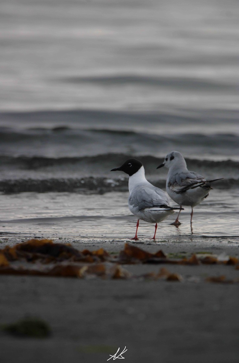 Bonaparte's Gull - Nik Kristensen