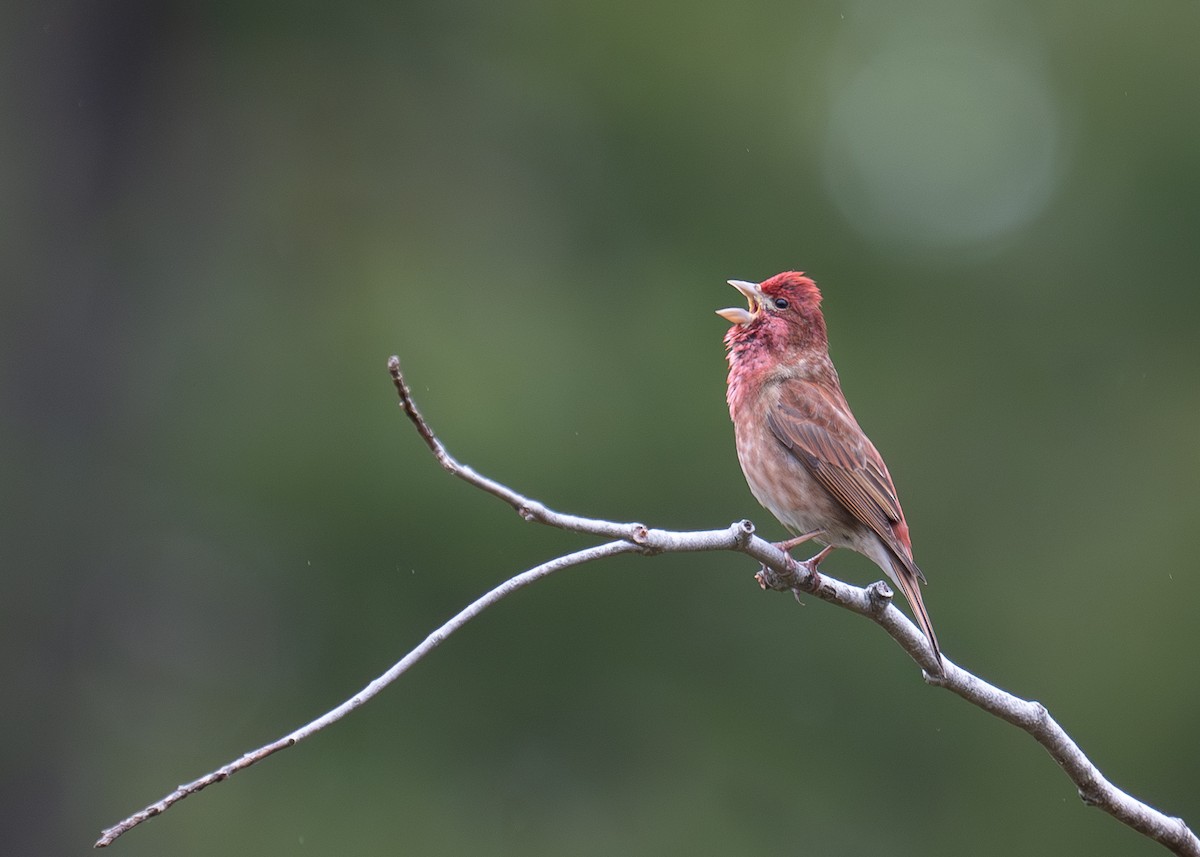 Purple Finch - ML619648210