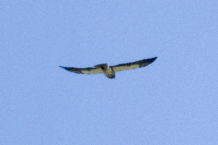 Swainson's Hawk - ML619648211