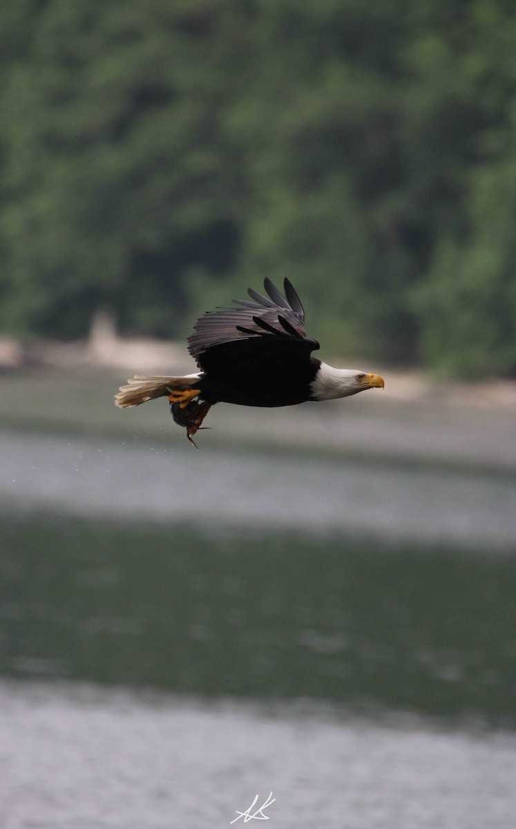 Bald Eagle - Nik Kristensen