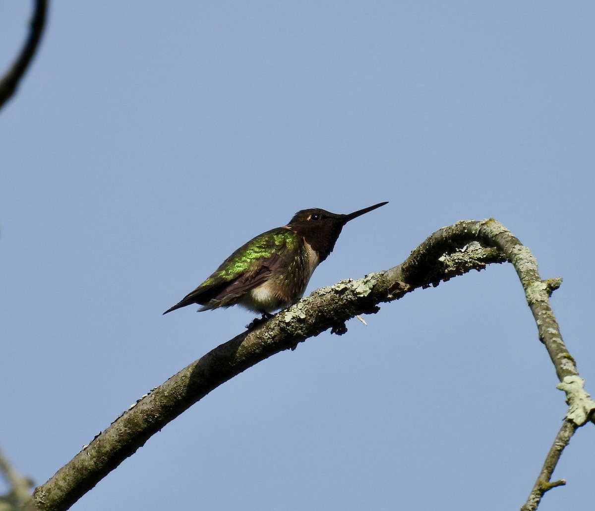 Ruby-throated Hummingbird - ML619648217