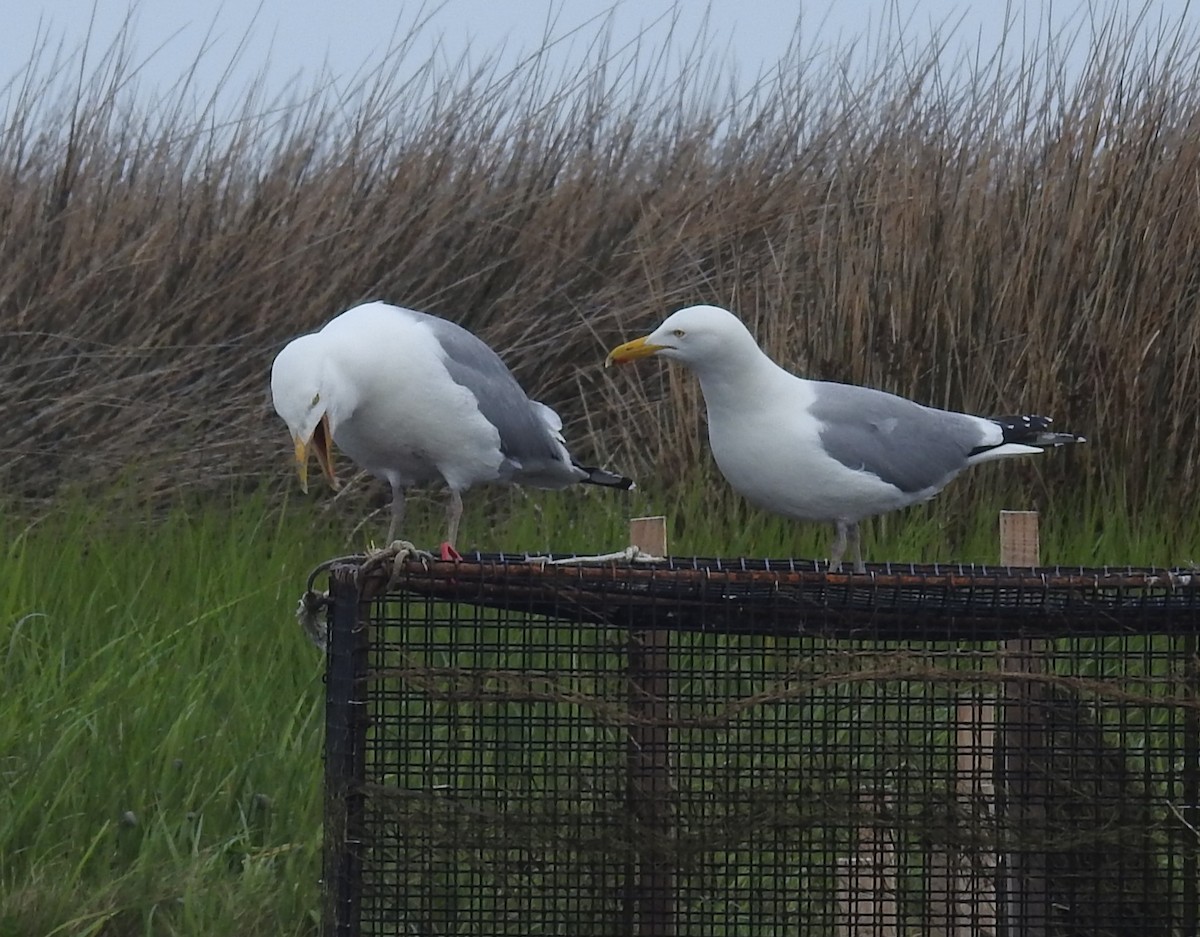 Herring Gull (American) - Fred Shaffer