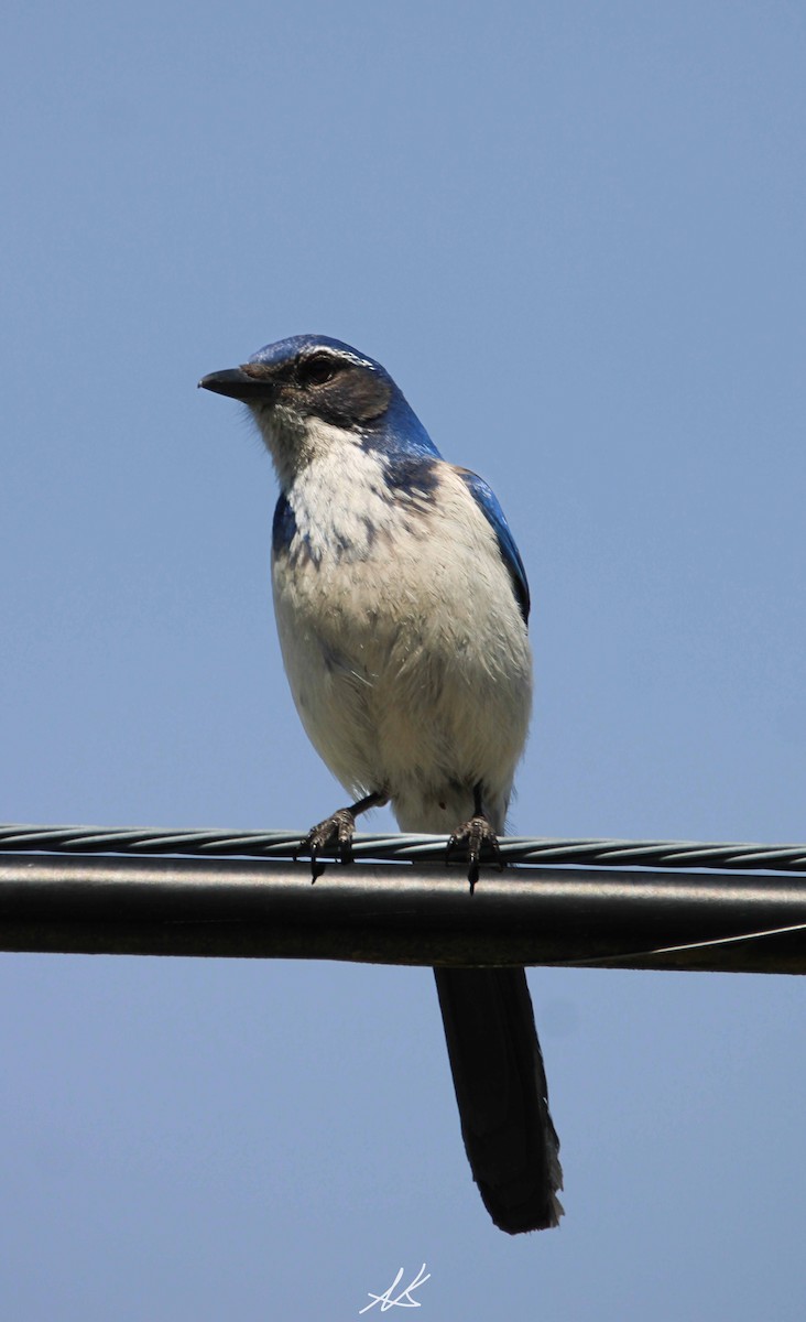 California Scrub-Jay - Nik Kristensen