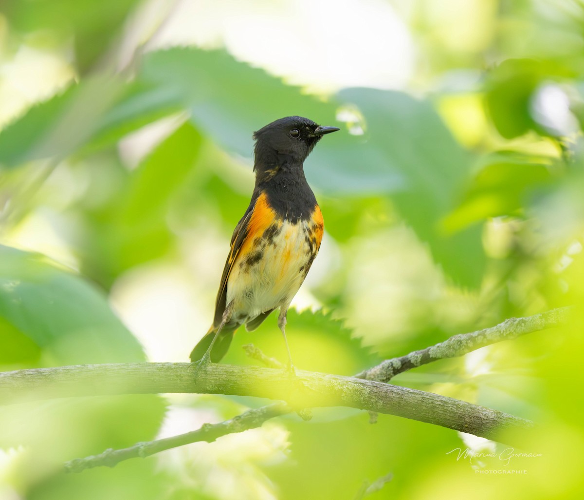 American Redstart - Marina Germain