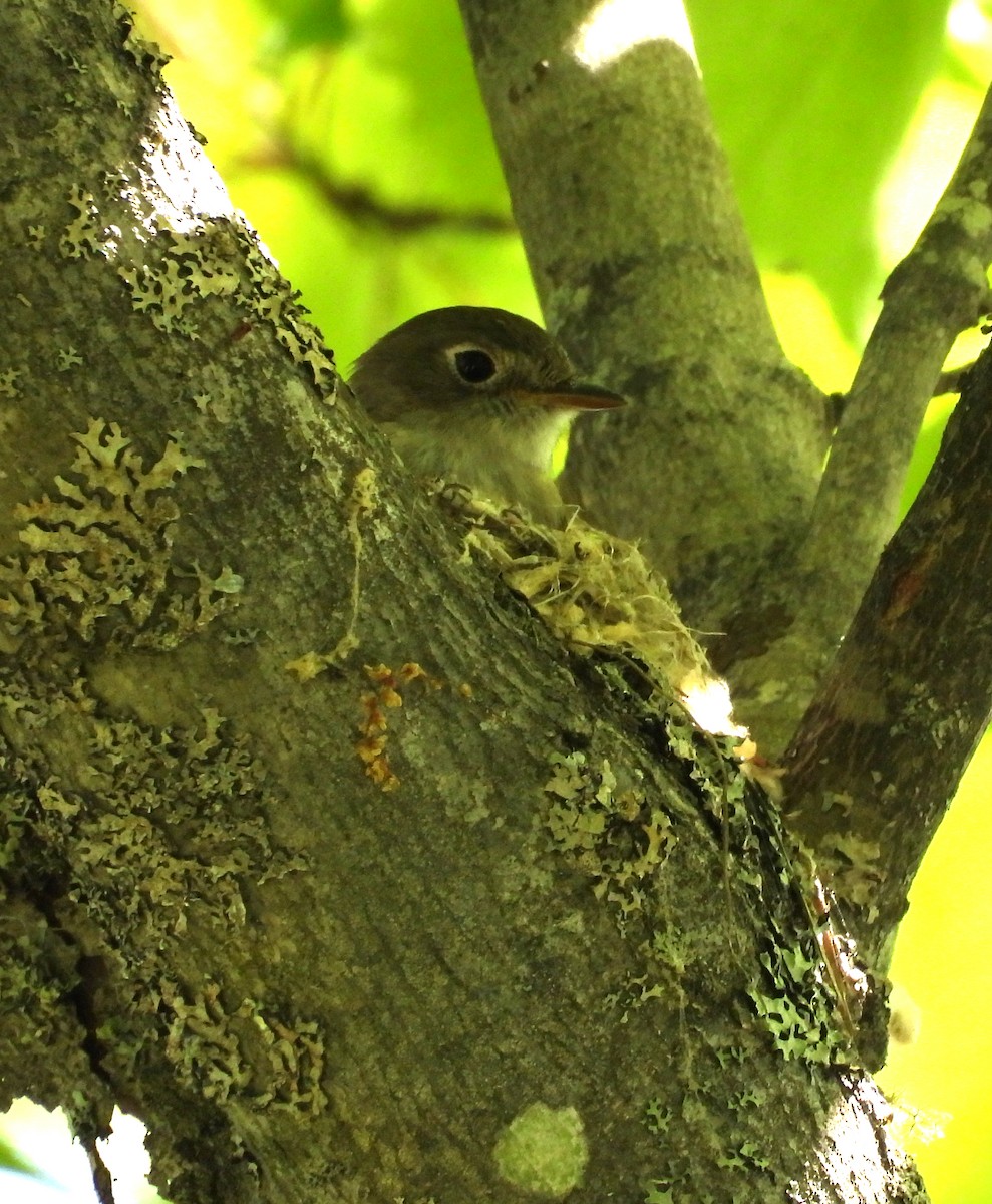 Least Flycatcher - Sharon Wilcox