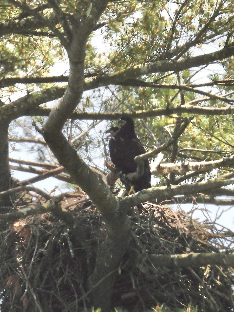 Bald Eagle - Tracy Mosebey