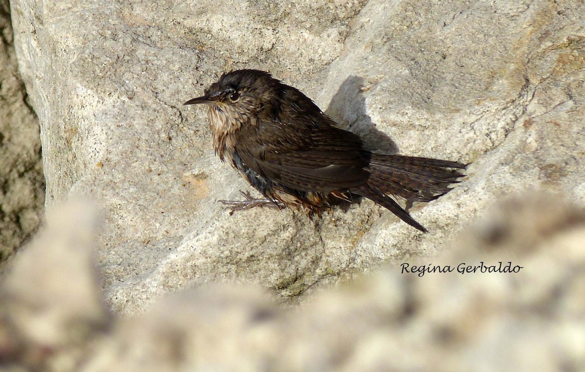 House Wren - regina gerbaldo