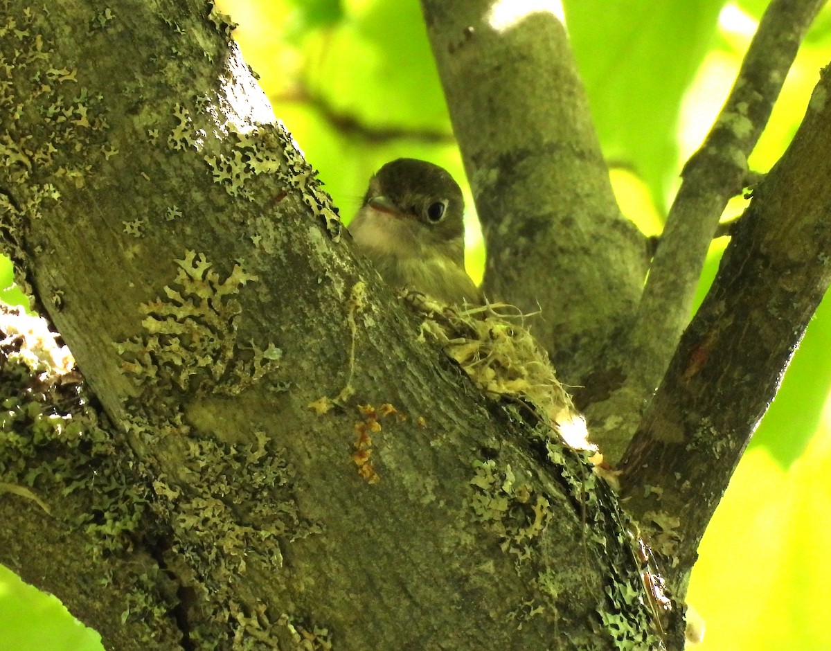 Least Flycatcher - Sharon Wilcox