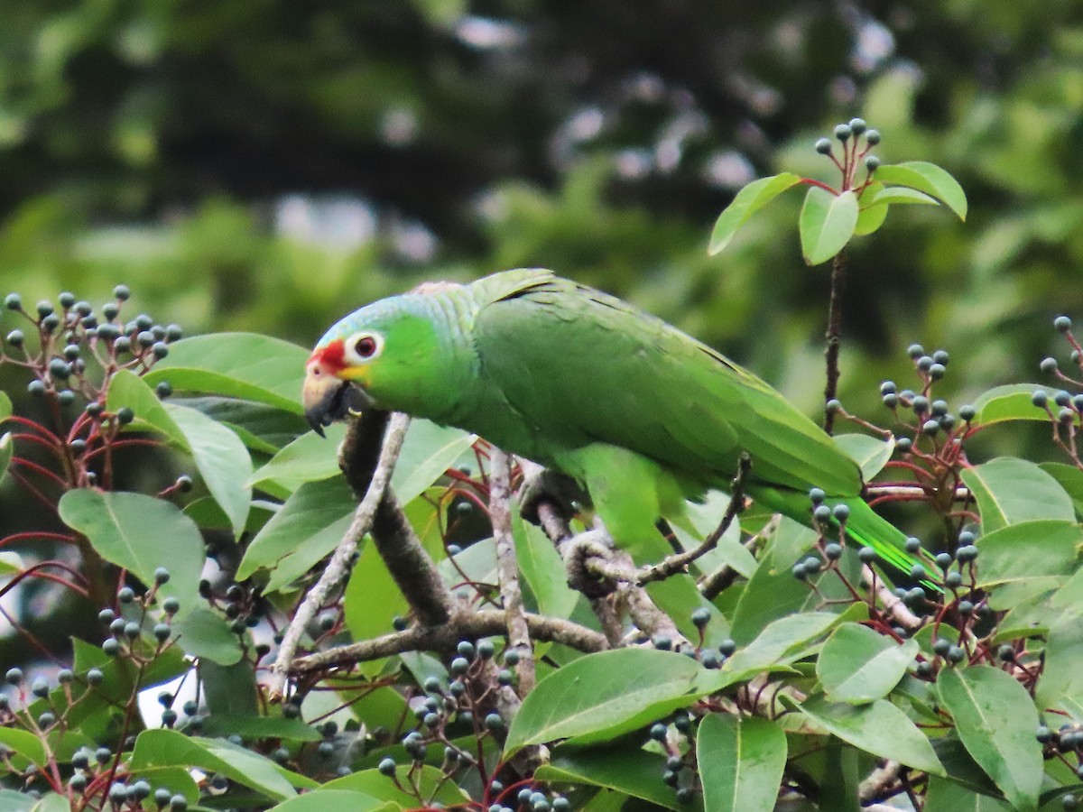 Red-lored Parrot - John Kugler