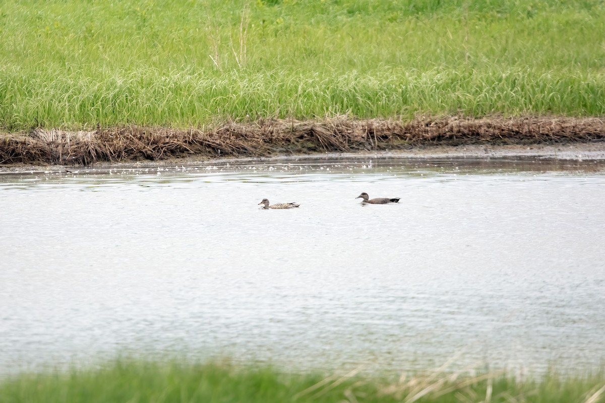 Gadwall - Crystal Butler