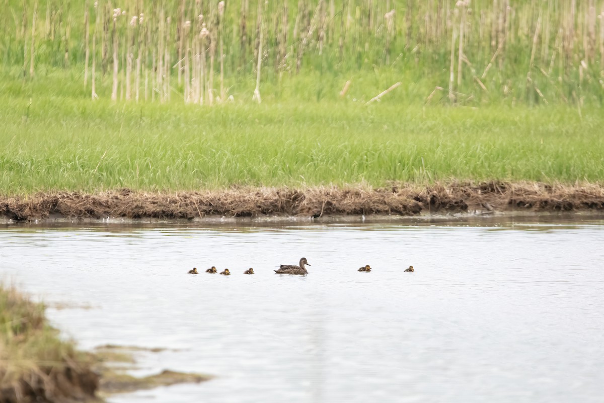 American Black Duck - Crystal Butler