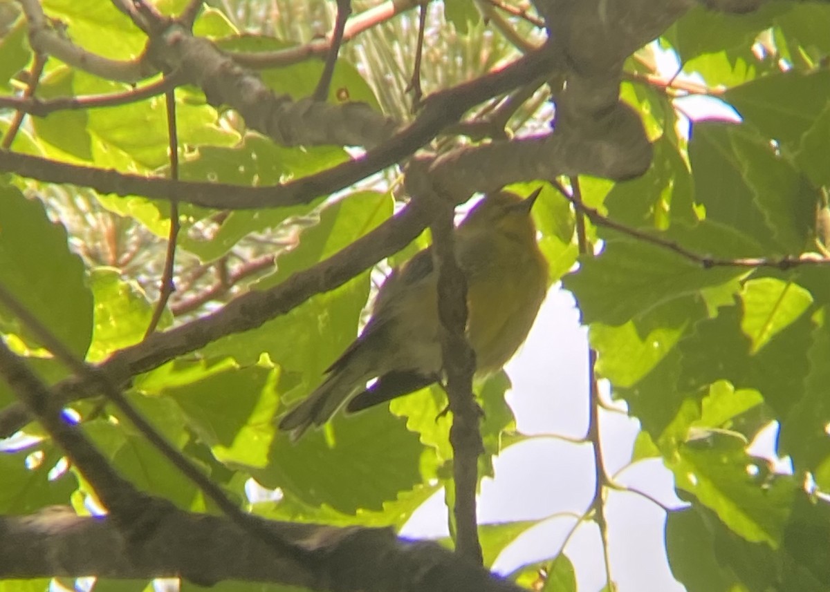 Pine Warbler - Caroline Castagna