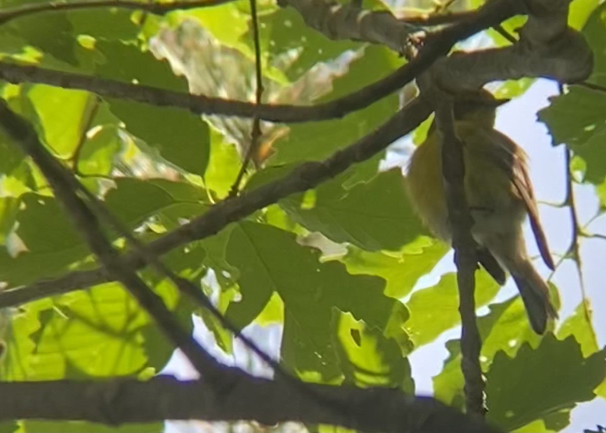 Pine Warbler - Caroline Castagna