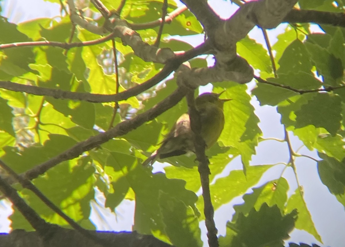 Pine Warbler - Caroline Castagna