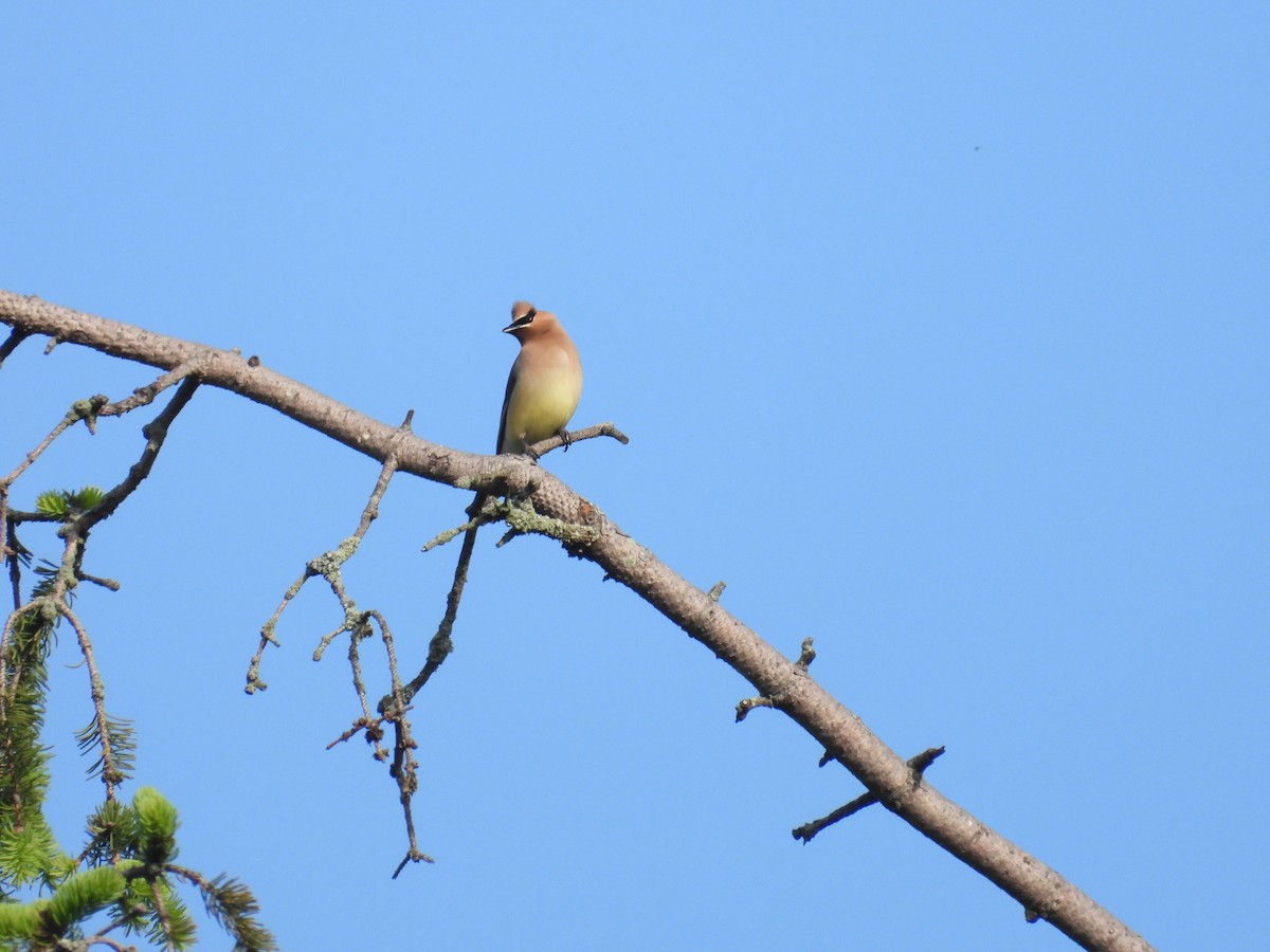 Cedar Waxwing - Tracy Mosebey