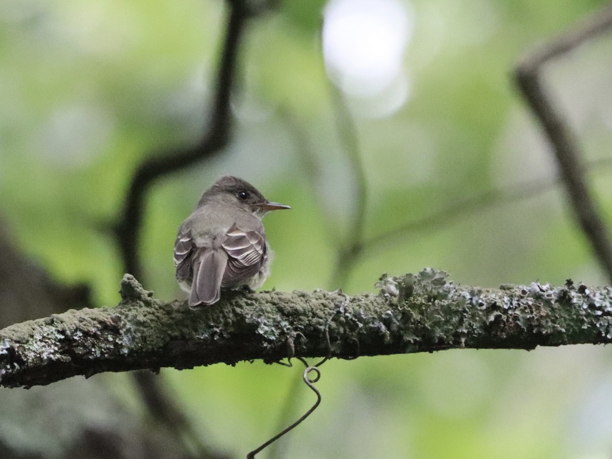 Eastern Wood-Pewee - Eric Bosch