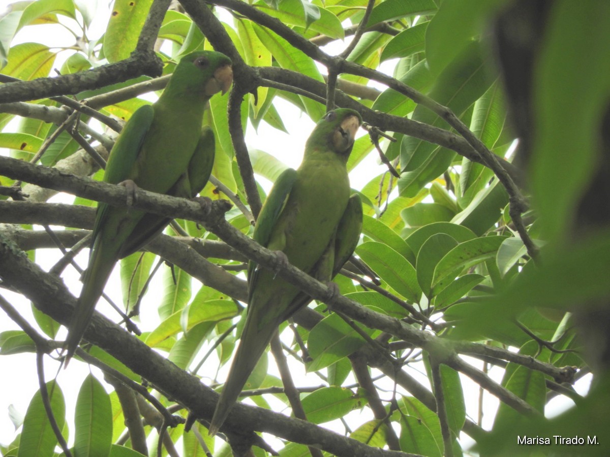 Meksika Yeşil Papağanı - ML619648258