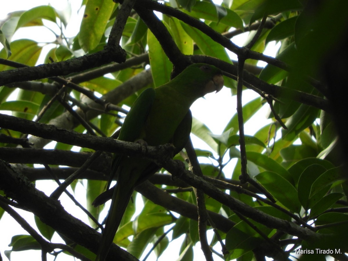 Green Parakeet - Marisa Tirado