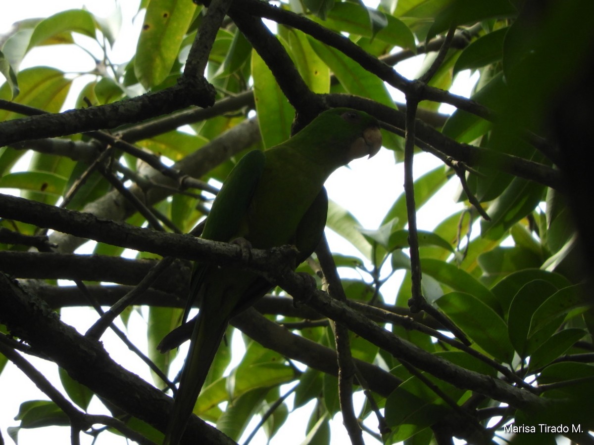 Aratinga Verde - ML619648259