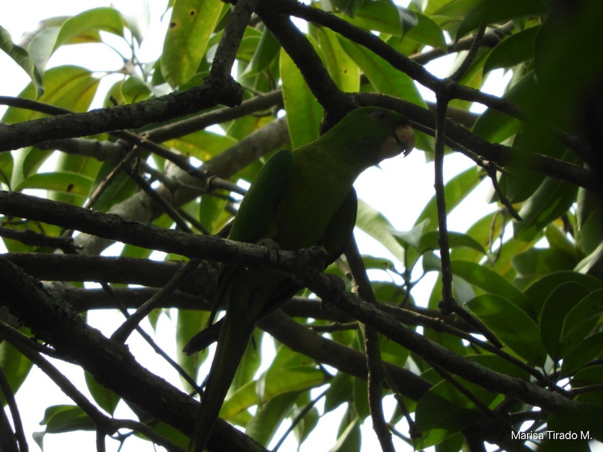 Meksika Yeşil Papağanı - ML619648260