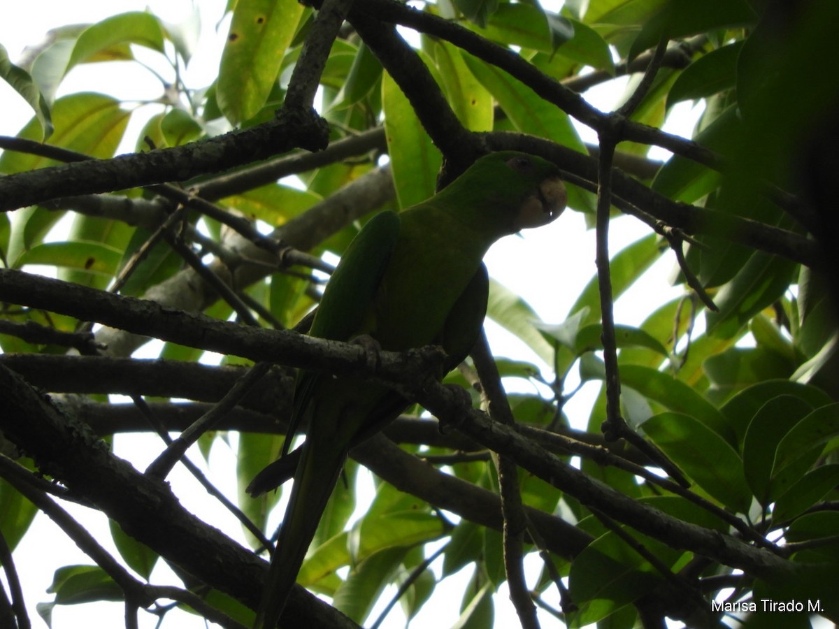 Meksika Yeşil Papağanı - ML619648261