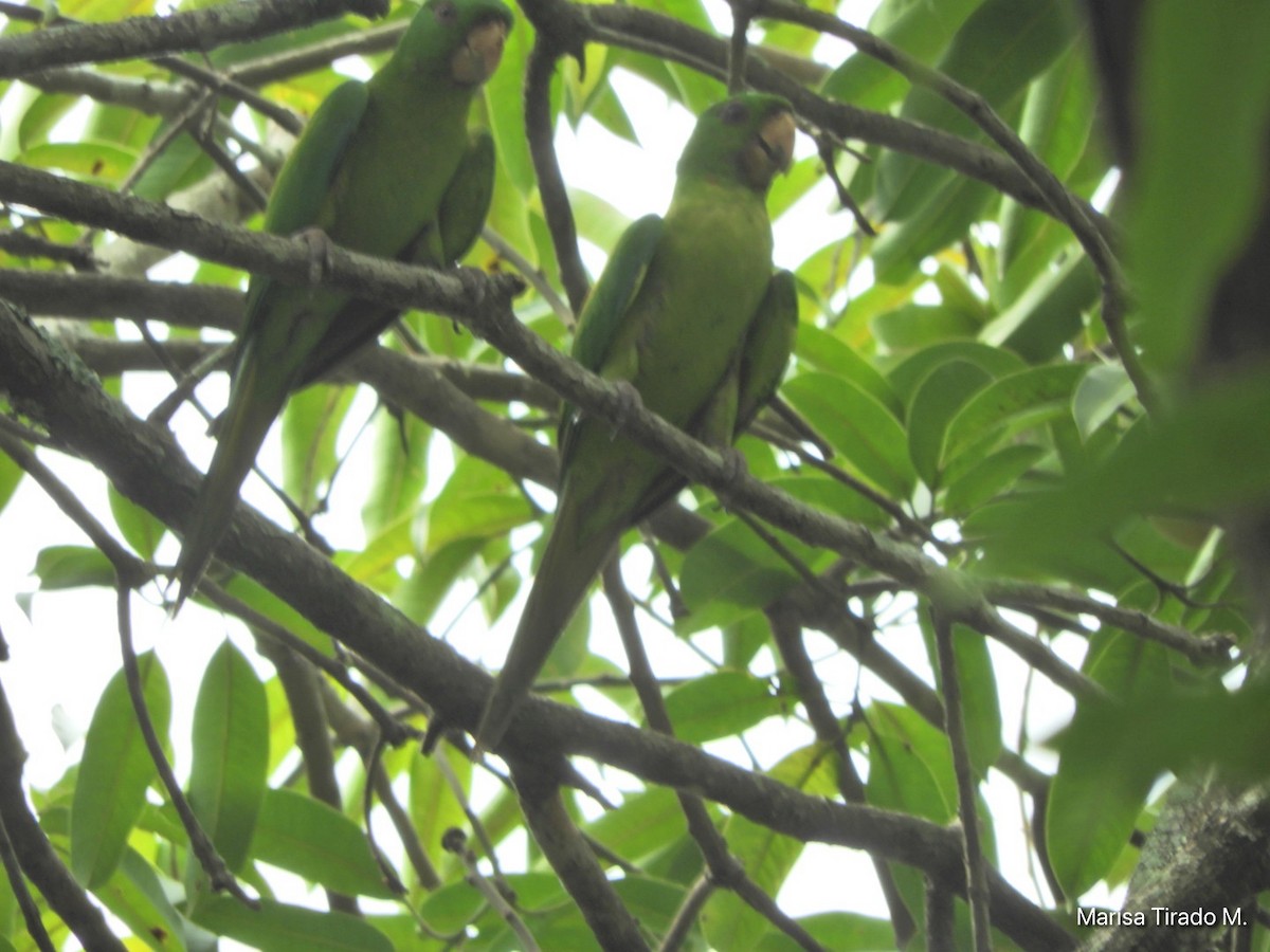 Meksika Yeşil Papağanı - ML619648262