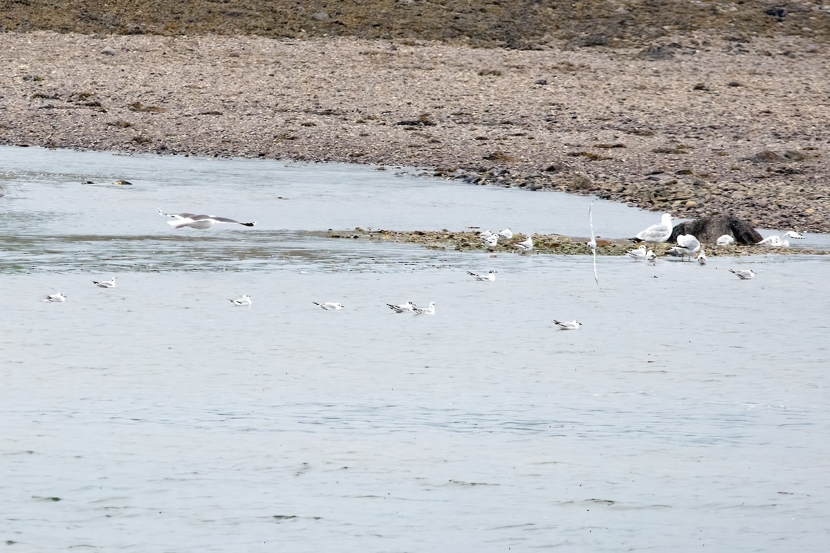 Bonaparte's Gull - Crystal Butler