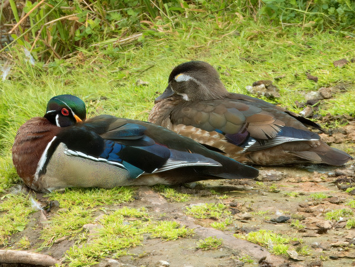 Wood Duck - ML619648266