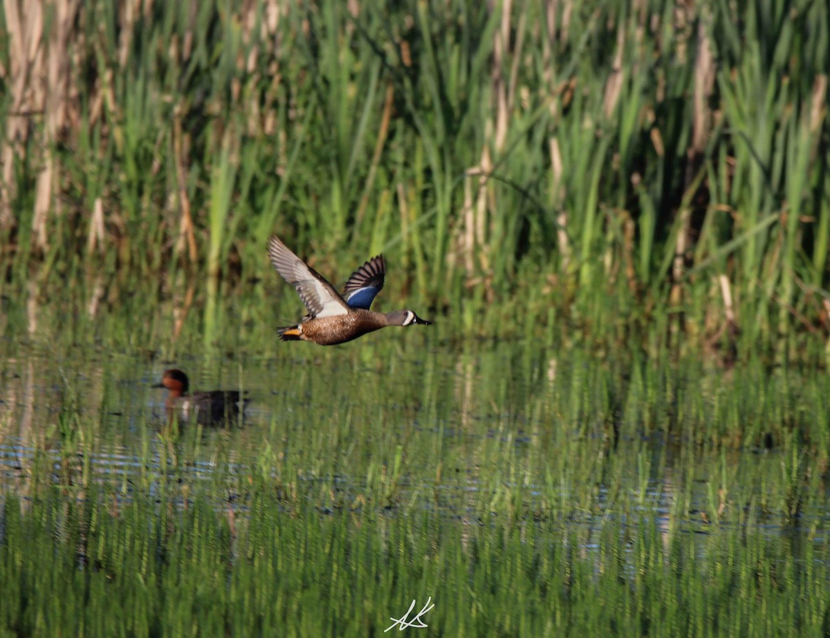 Blue-winged Teal - Nik Kristensen