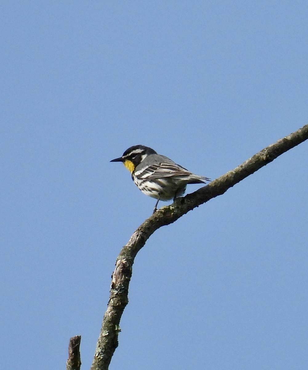 Yellow-throated Warbler - ML619648272