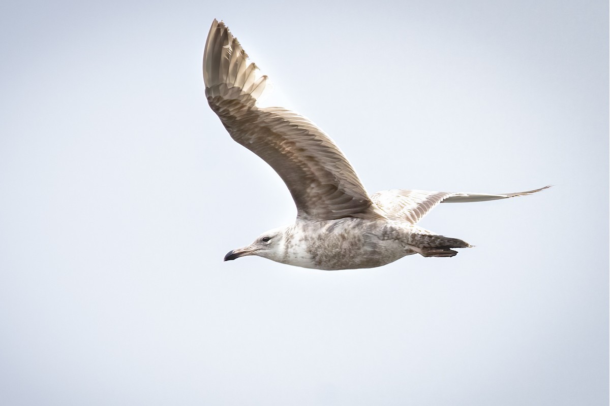 Herring Gull - Crystal Butler