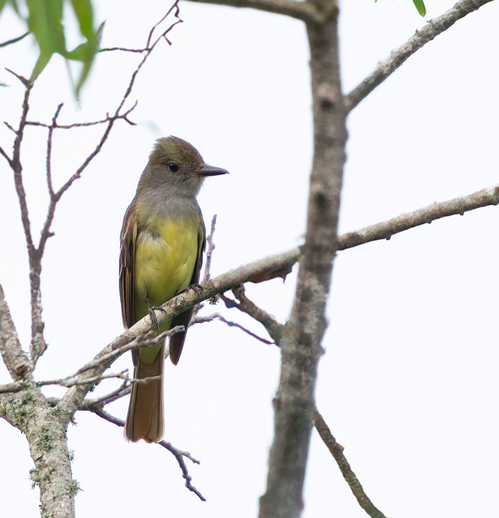 Great Crested Flycatcher - ML619648278