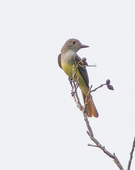 Great Crested Flycatcher - ML619648279