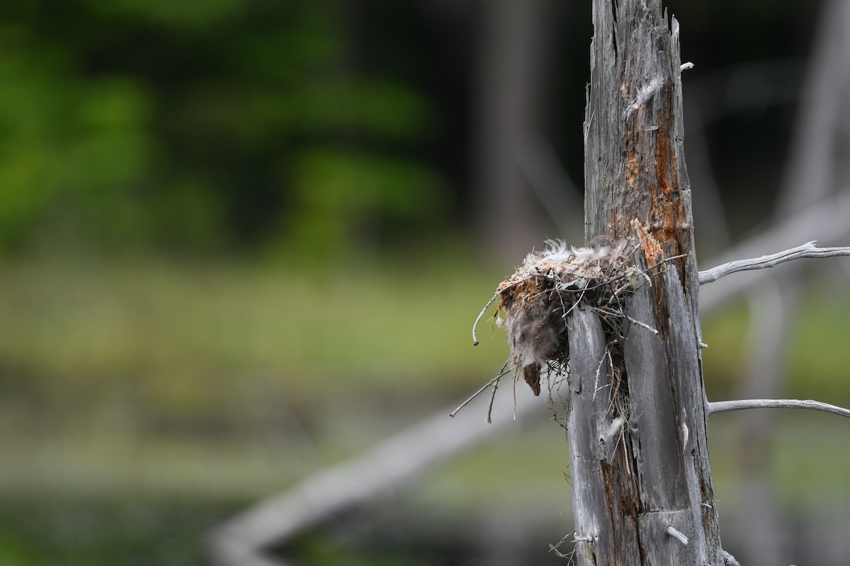 Eastern Kingbird - ML619648281