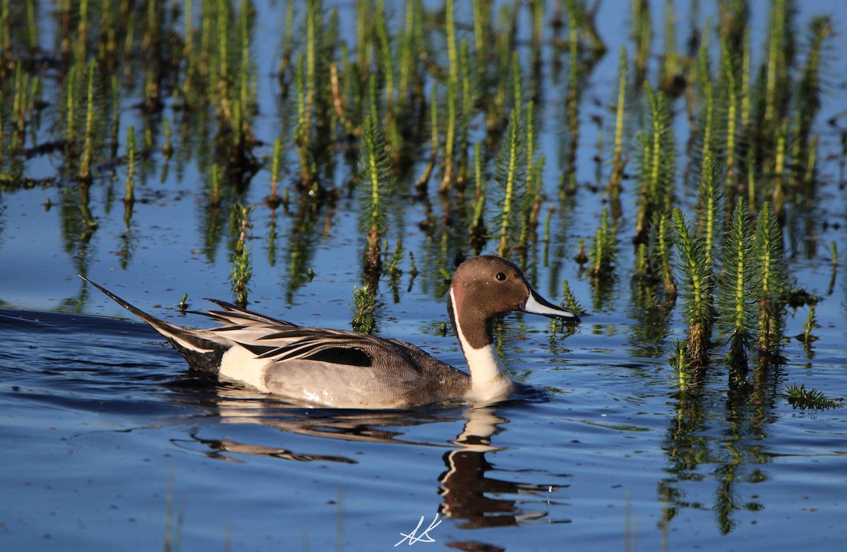 Northern Pintail - Nik Kristensen