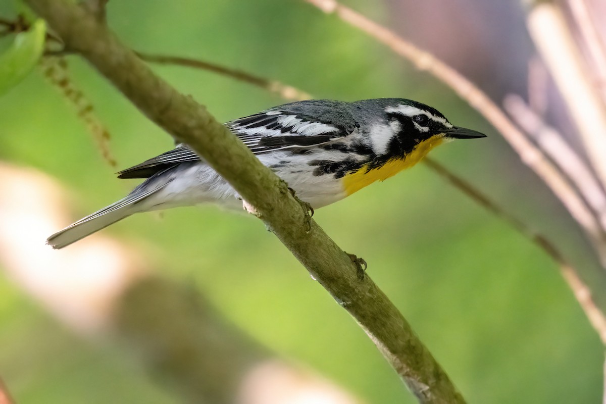 Yellow-throated Warbler - James Hoagland