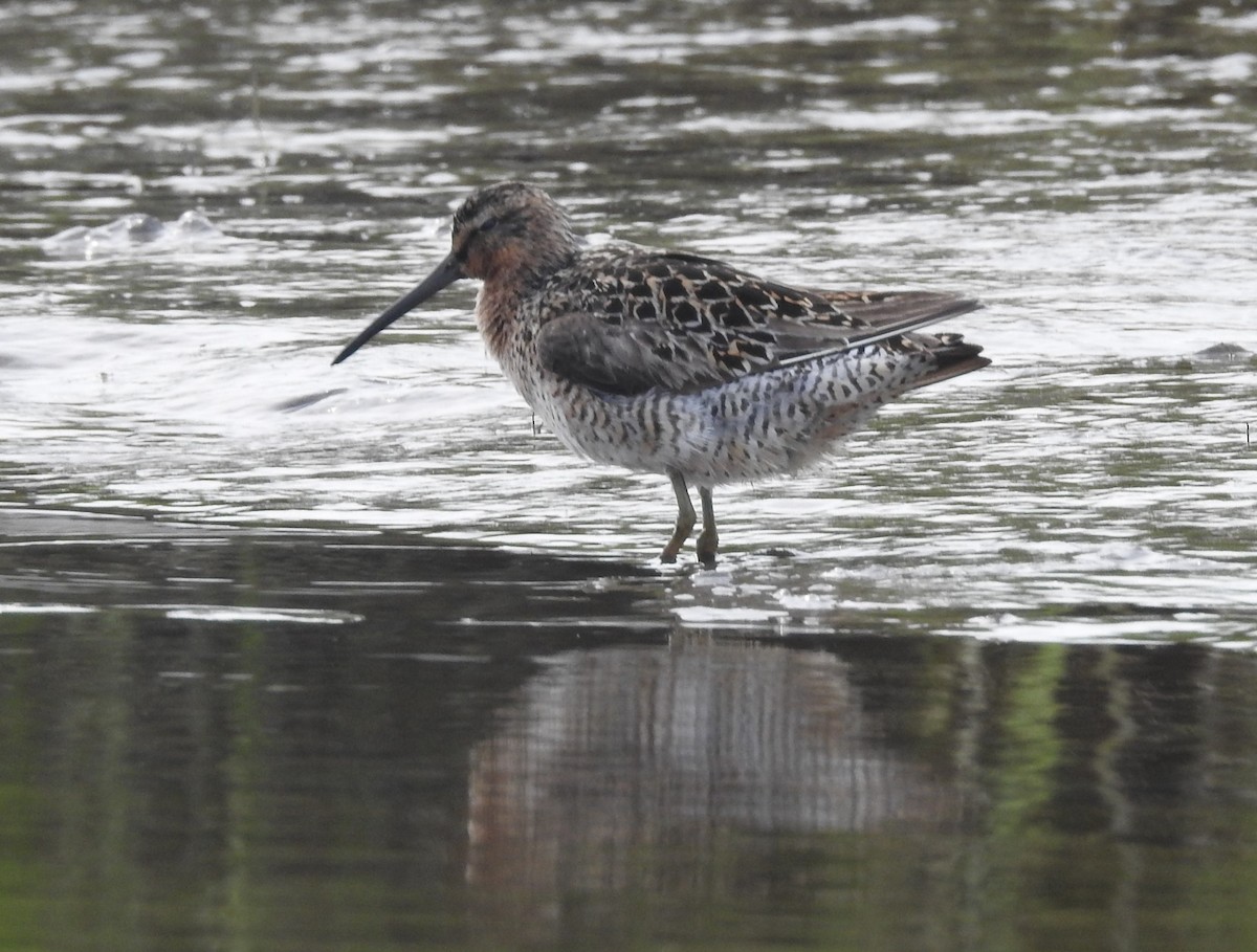 Short-billed Dowitcher - Fred Shaffer