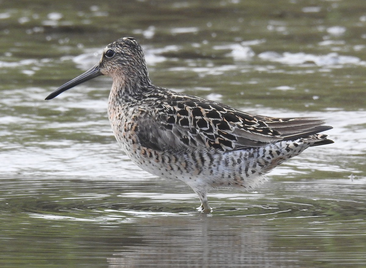 Short-billed Dowitcher - Fred Shaffer