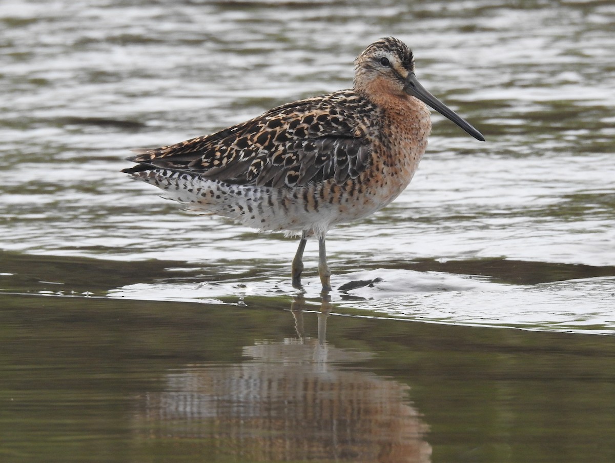 Short-billed Dowitcher - Fred Shaffer