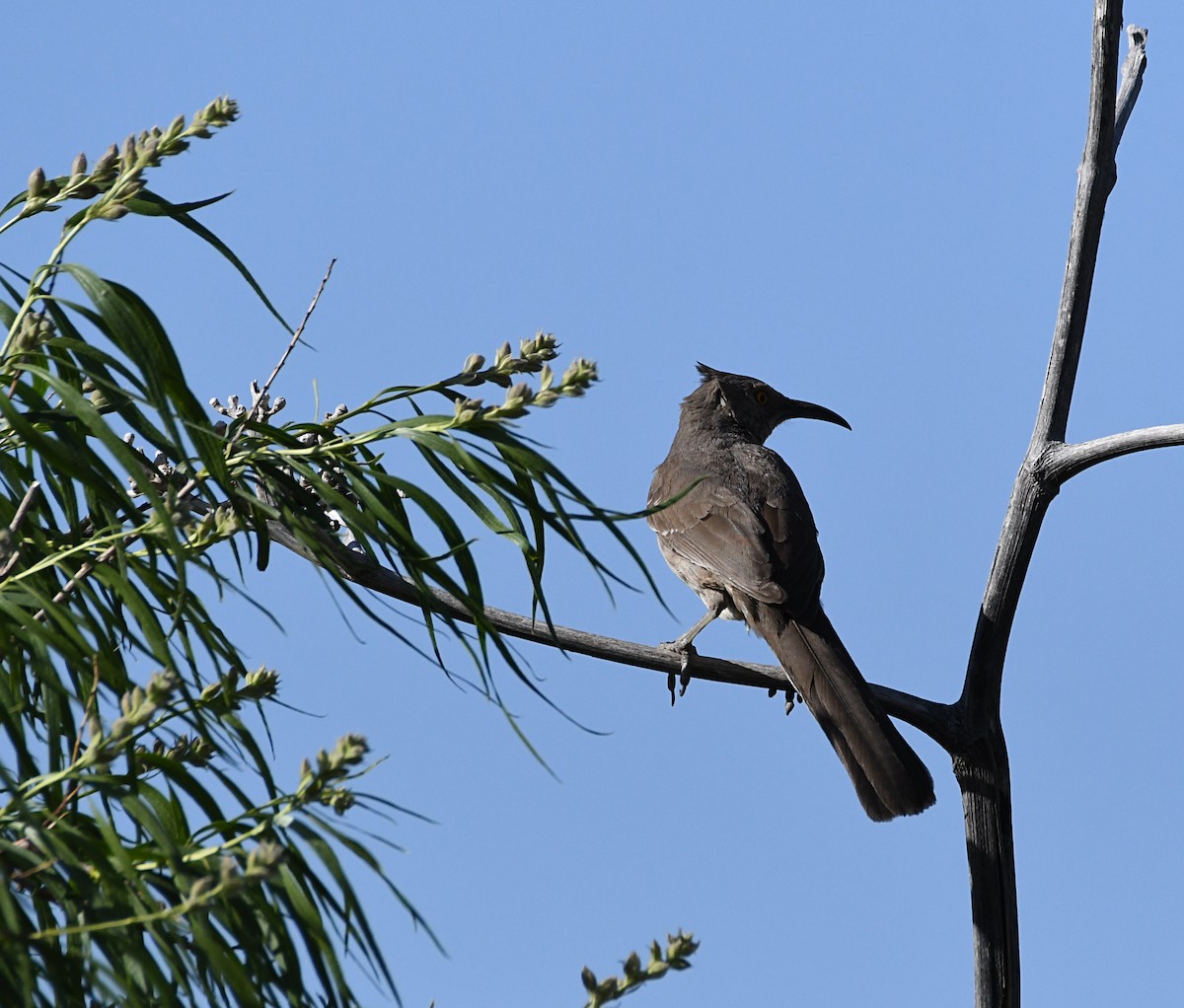 Curve-billed Thrasher - Glenn Wyatt