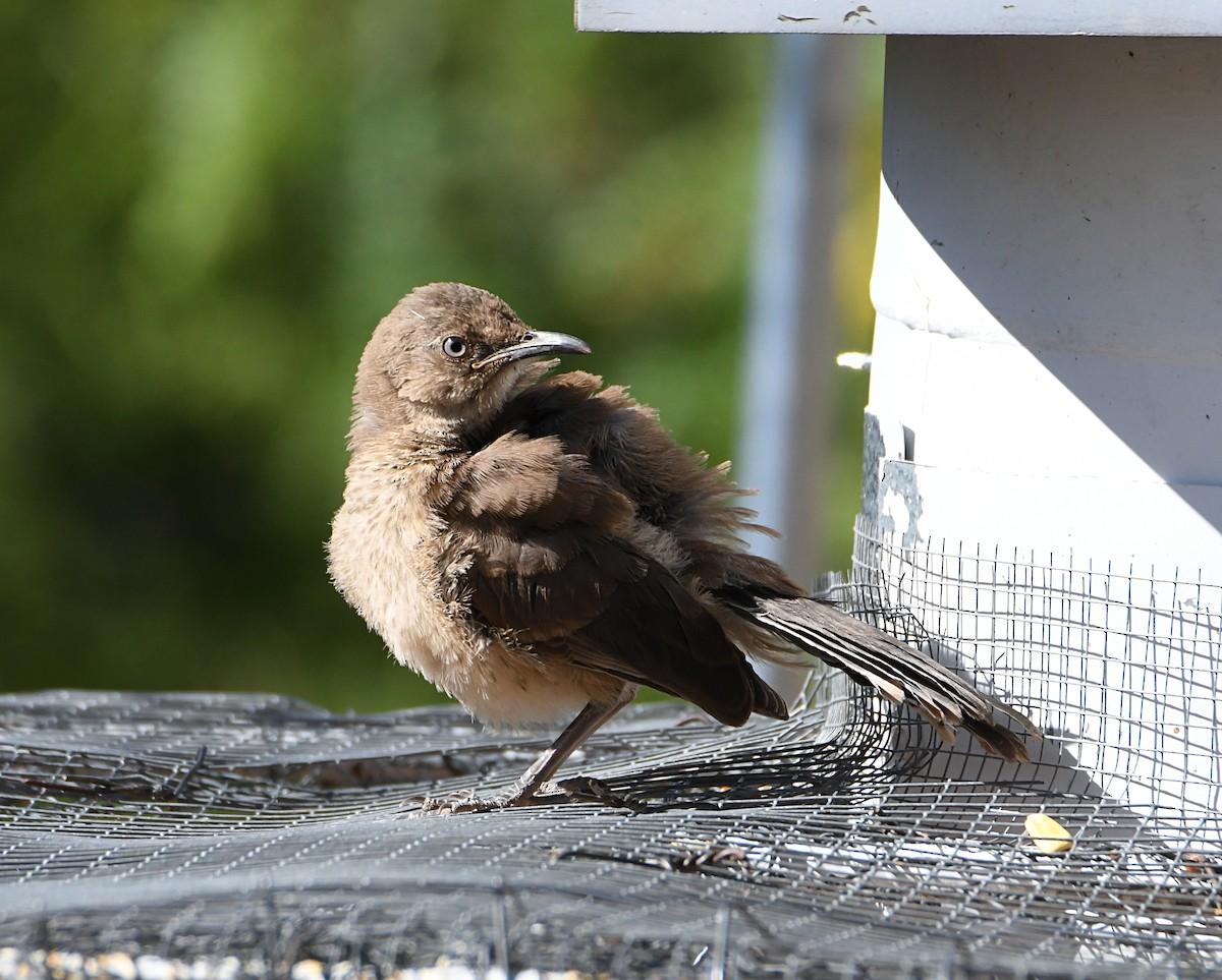 Curve-billed Thrasher - Glenn Wyatt