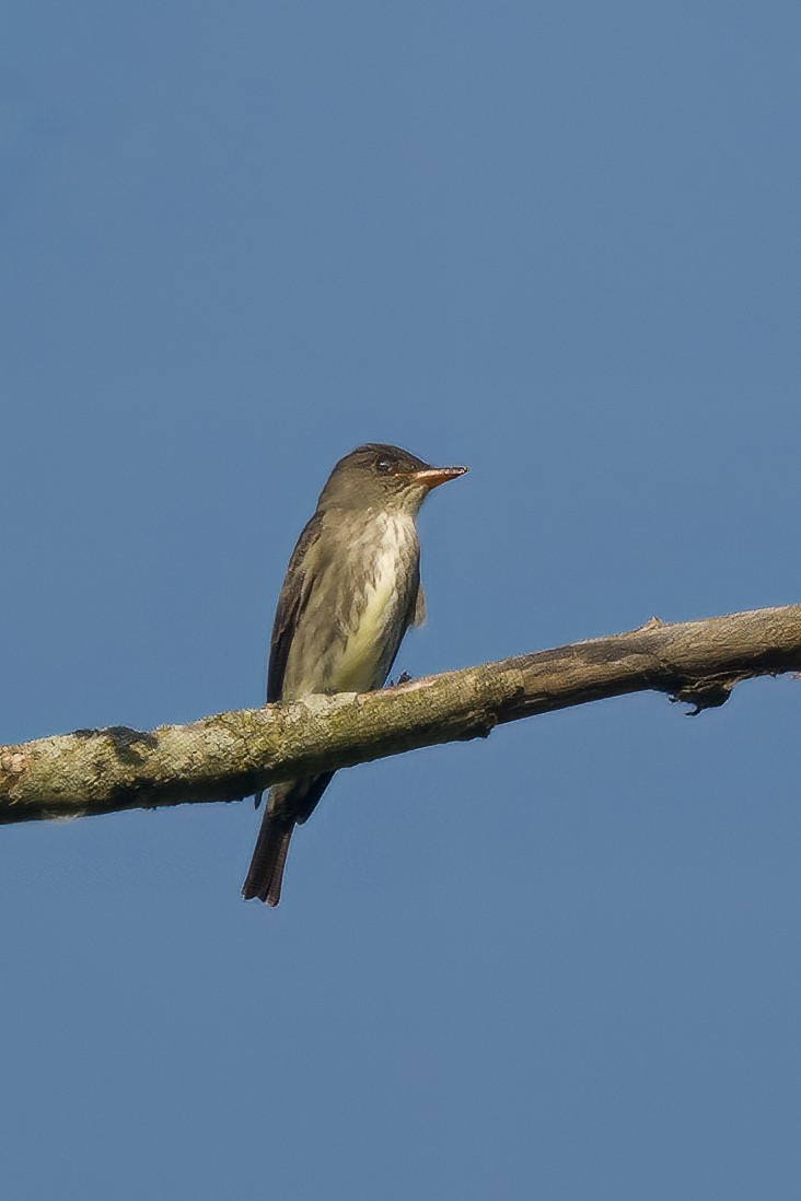 Olive-sided Flycatcher - Arthur Quinlan