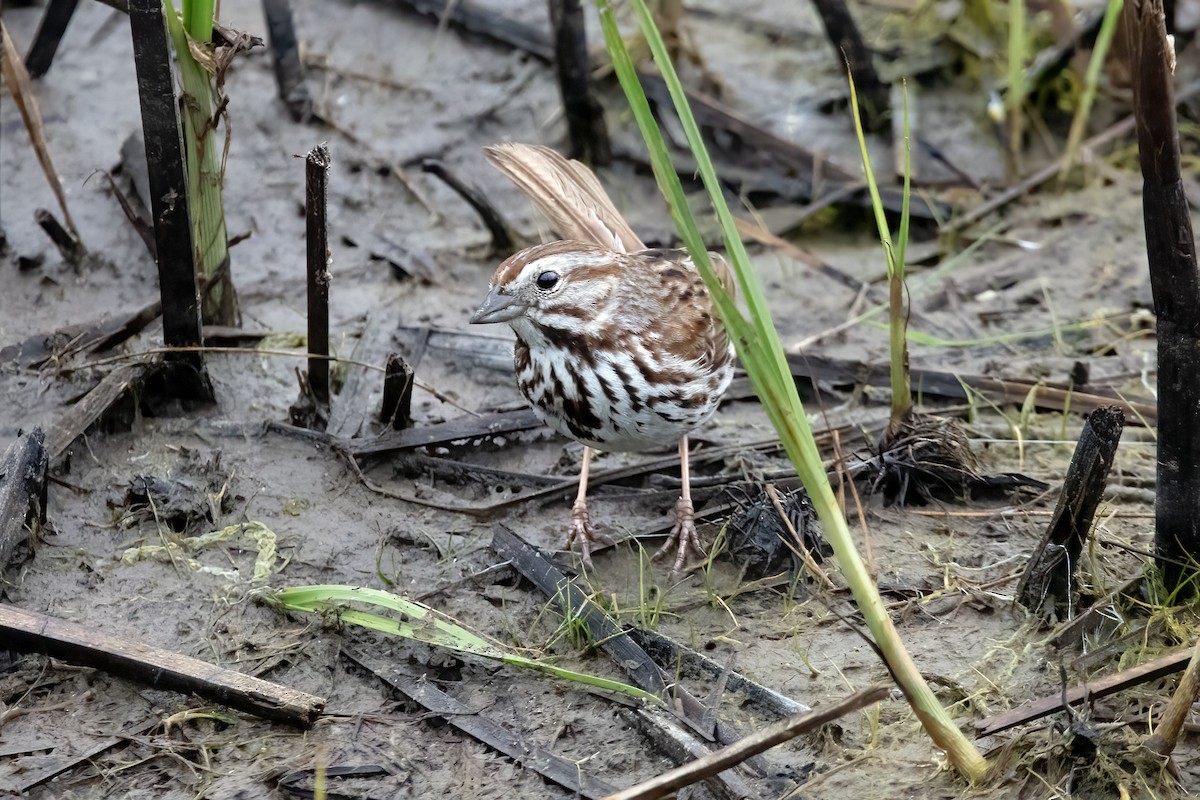 Song Sparrow - Crystal Butler